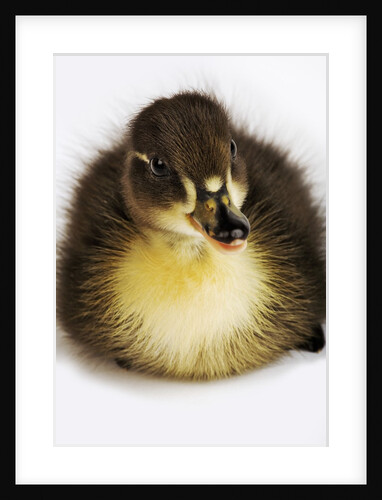 Call Duck Duckling by Anonymous