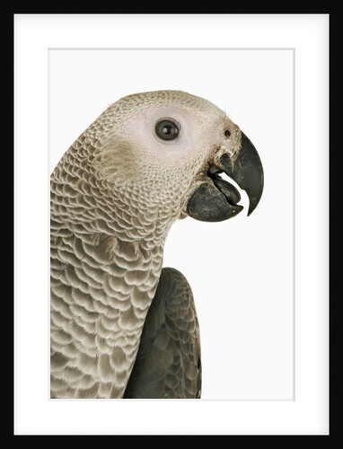Grey Parrot by Anonymous