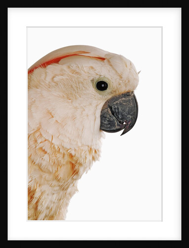 Cockatiel by Anonymous