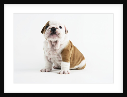Bulldog Puppy by Anonymous