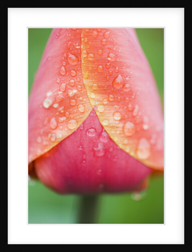 Tulip with Rain Drops by Anonymous