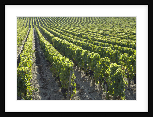 Rows of Grapevines in Vineyard by Anonymous