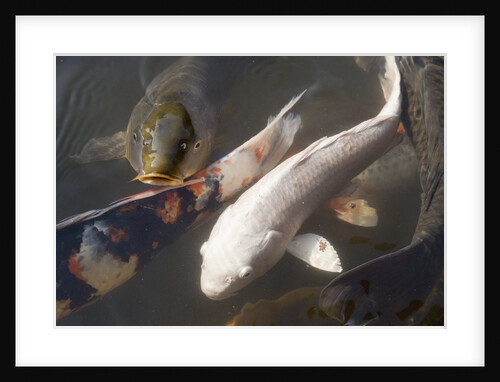 Kois in Pond by Anonymous