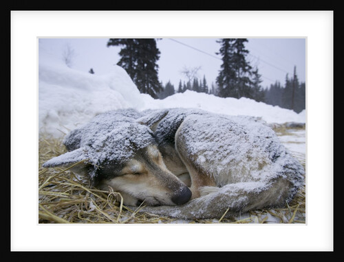 Sleeping, Snow-Covered, Iditarod Sled Dog by Anonymous