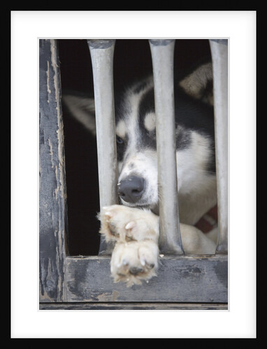 Sled Dog Resting in Kennel Before 2005 Iditarod Race by Anonymous