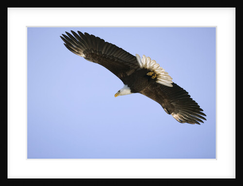 American Bald Eagle in Flight by Anonymous