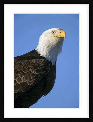 American Bald Eagle by Anonymous
