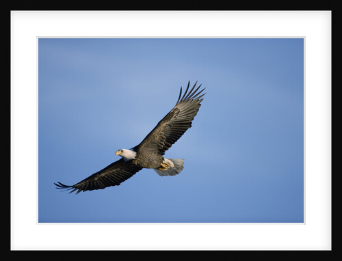 Bald Eagle in Flight by Anonymous