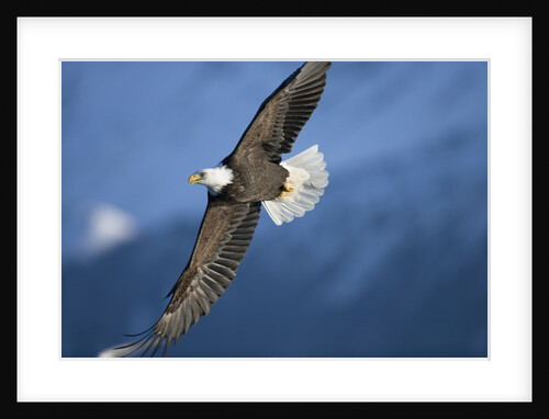 American Bald Eagle in Flight by Anonymous