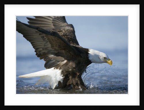 American Bald Eagle Fishing by Anonymous