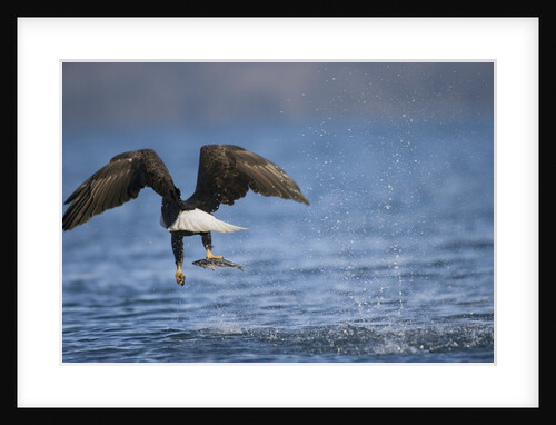 Bald Eagle Catching a Fish by Anonymous