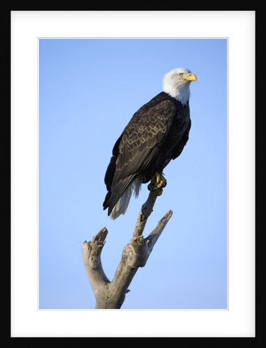 Bald Eagle Perched on Branch by Anonymous