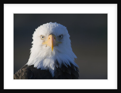 Bald Eagle by Anonymous