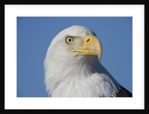 Bald Eagle by Anonymous