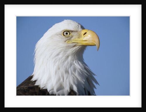 Bald Eagle by Anonymous