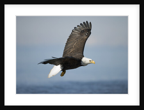 Bald Eagle in Flight by Anonymous