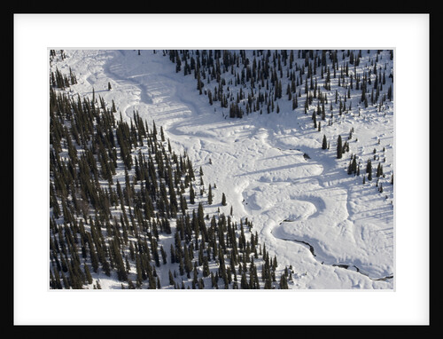 Frozen River Through Spruce Forest in Alaska by Anonymous