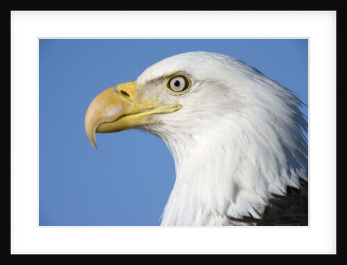 Bald Eagle by Anonymous