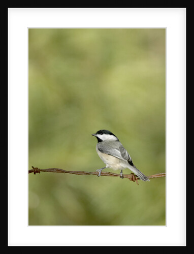 Carolina Chickadee on Barbed Wire by Anonymous