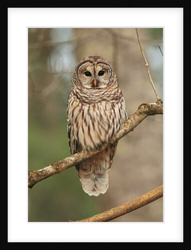 Barred Owl on Tree Branch by Anonymous
