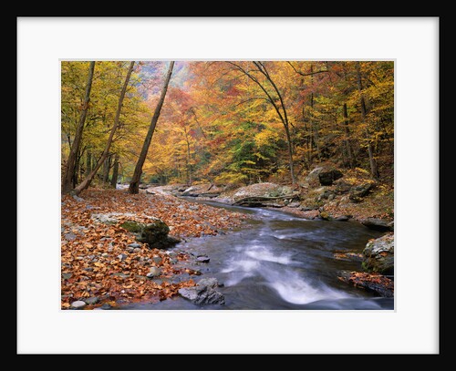 Autumn Color Along River by Anonymous