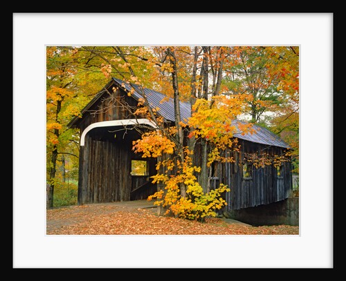 Covered Bridge and Maple Trees by Anonymous