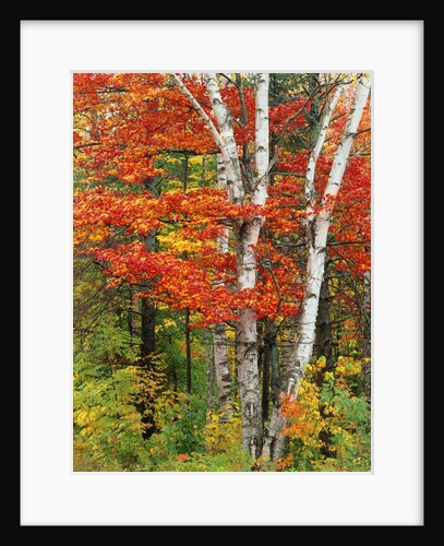 Red Maple and Birch Trees by Anonymous