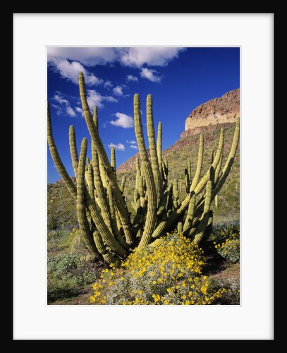 Organ Pipe Cactus in Desert by Anonymous
