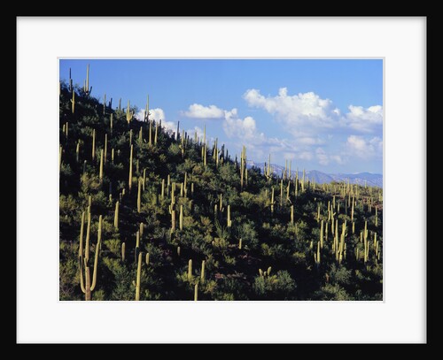 Saguaro Cactus on Hillside by Anonymous