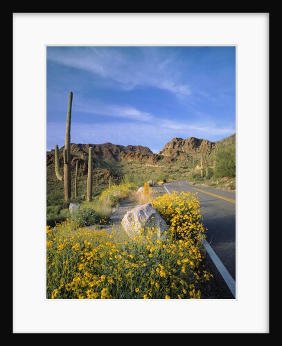 Desert Road with Cactus and Brittlebush by Anonymous
