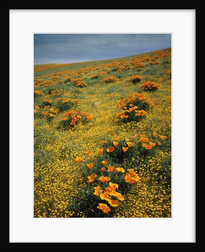 California Poppies Among Goldfields by Anonymous