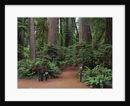 Trailhead into Redwood Forest by Anonymous
