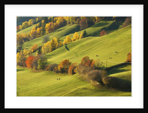 Pastures in St. Magdalena by Anonymous