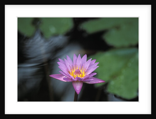 Lotus Flower by Anonymous