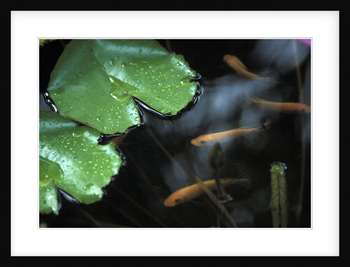 Goldfish and Lily Pads by Anonymous