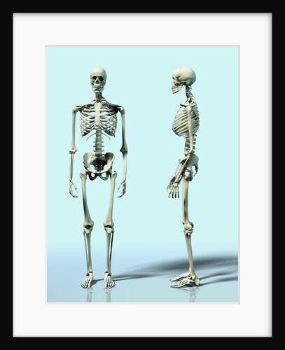 Two Skeletons by Anonymous