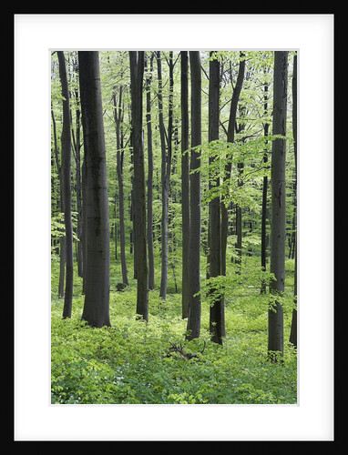 Trees in Forest by Anonymous