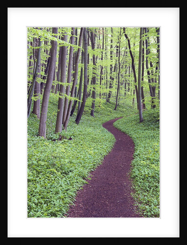 Trail Through Trees in Forest by Anonymous