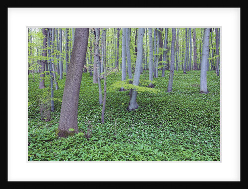 Trees in Forest by Anonymous