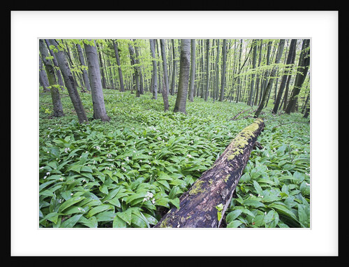 Trees in Forest by Anonymous