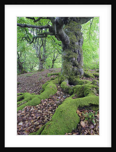 Old Tree With Surface Roots in Forest by Anonymous