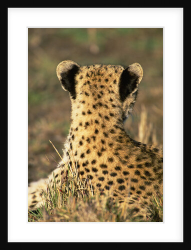 Cheetah Cub by Anonymous