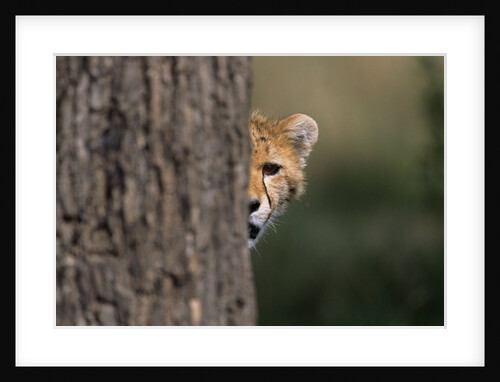 Cheetah Cub Hiding Behind Tree Trunk by Anonymous