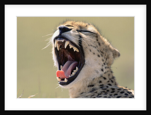 Yawning Cheetah by Anonymous