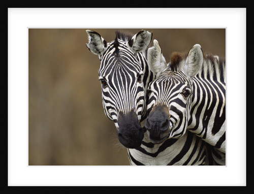 Burchell's Zebras by Anonymous