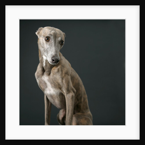 Whippet by Anonymous