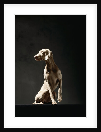 Alert Weimaraner by Anonymous