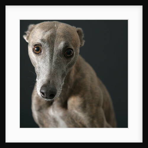 Whippet with Pleading Eyes by Anonymous