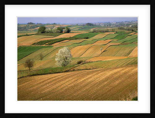 Agricultural Fields on Farm by Anonymous