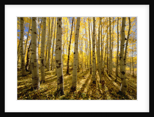 Aspen Trees in Autumn by Anonymous